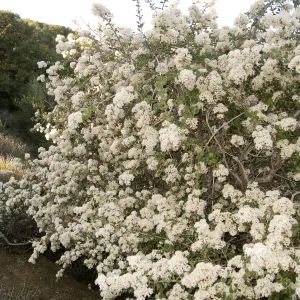 Ceanothus crassifolius, Gibralter Rd