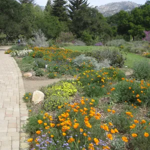 Meadow Border, poppies, Erigognum