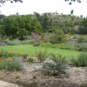 Bouteloua gracilis Hachita lawn at top of Meadow