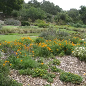 Bouteloua gracilis 'Hachita' lawn at top of Meadow