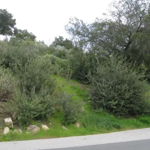 Propsed location for extension of entrance steps