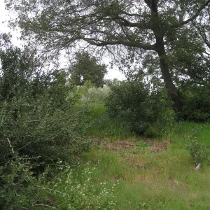 Propsed location for extension of entrance steps