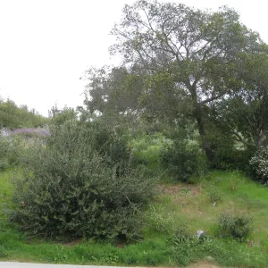 Propsed location for extension of entrance steps