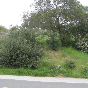 Propsed location for extension of entrance steps