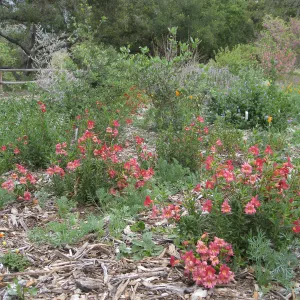 Mimulus (Monkeyflower), Salvia (Sage) in the Meadow border