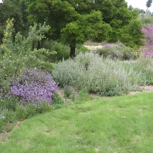 Bouteloua gracilis lawn top of Meadow