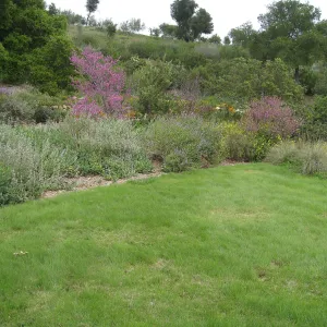 Bouteloua gracilis lawn top of Meadow
