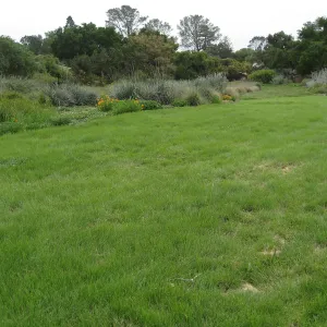 Bouteloua gracilis lawn top of Meadow