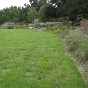 Bouteloua gracilis lawn top of Meadow