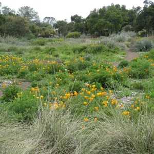 Meadow in bloom