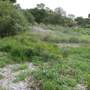 Meadow in bloom