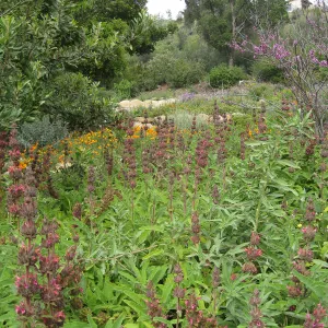 Salvia (Sage) spathecea, poppies in the Meadow