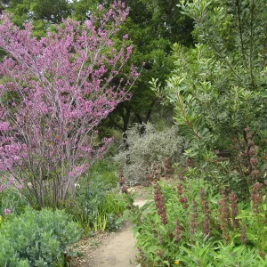 Cercis occidentalis, Salvia (Sage) spathacea, in the upper meadow