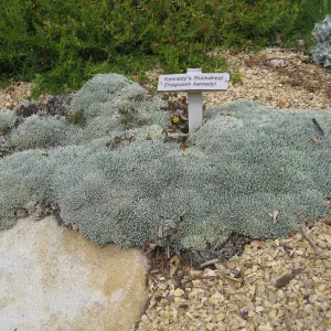 Eriogonum kennedyi, Meadow View