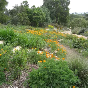 Poppies and Penstemon, Meadow View