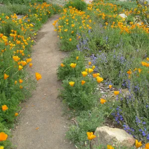 Poppies and Penstemon, Meadow View