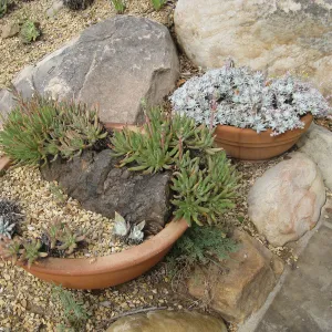 Dudleyas in clay pots by Beaver Bench