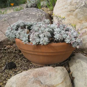 Dudleya gnoma 'White Sprite' in clay pots by Beaver Bench