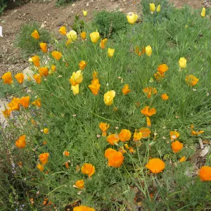 California Poppies