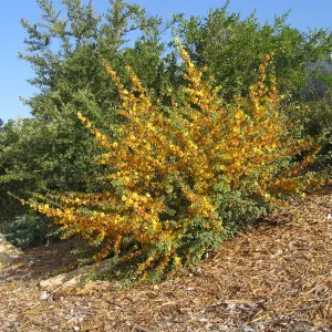 Fremontodendron seedlings post fire