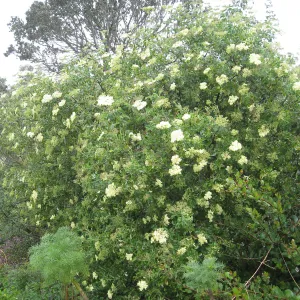 Elderberry