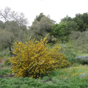 Fremontodendron at Tunnel Triangle