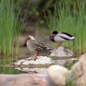 Ducks at pond