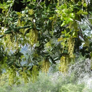 Oak flowering on Porter Trail
