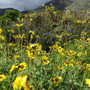 Wildflowers along Porter Trail