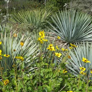 Porter Trail