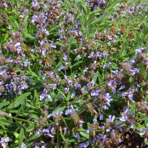 Porter Trail wildflowers