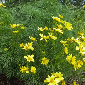 Giant coreopsis in bloom on Porter Trail
