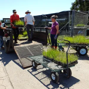 Spring Plant Sale 2015 plant delivery from Santa Barbara Natives