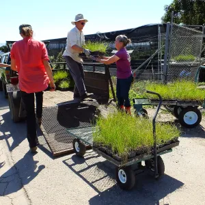 Spring Plant Sale 2015 plant delivery from Santa Barbara Natives