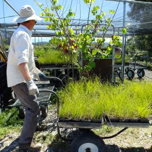 Spring Plant Sale 2015 plant delivery from Santa Barbara Natives