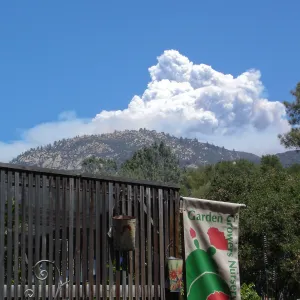 Smoke from the Zaca Fire