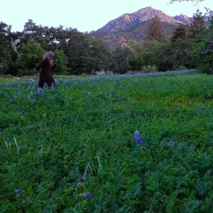Lupines blooming in the Meadow, early morning