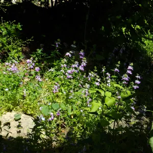 Purple Chinese Houses along Campbell Trail