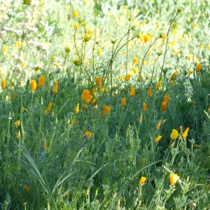 California Poppies