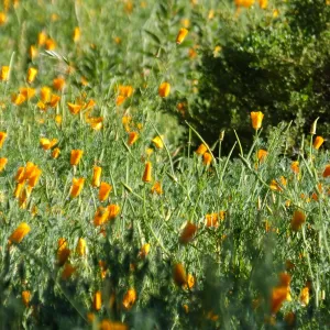 California Poppies