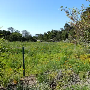 Meadow Wildflowers, City College Class