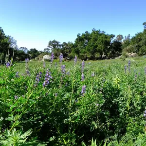 Meadow Wildflowers