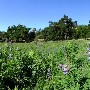 Meadow Wildflowers