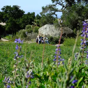 Meadow Wildflowers, Morning Bird Walk Group