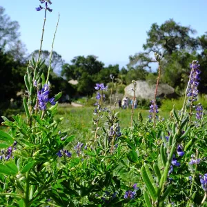 Meadow Wildflowers, Morning Bird Walk Group