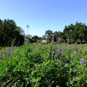 Meadow Wildflowers, Morning Bird Walk Group