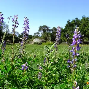 Meadow Wildflowers