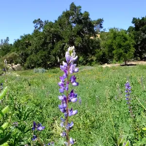 Meadow Wildflowers