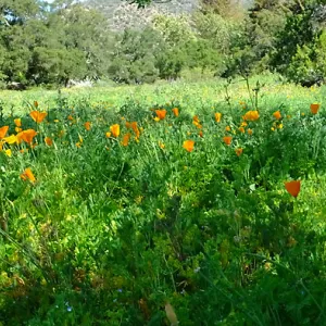 Meadow Wildflowers