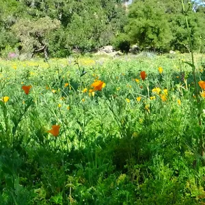 Meadow Wildflowers